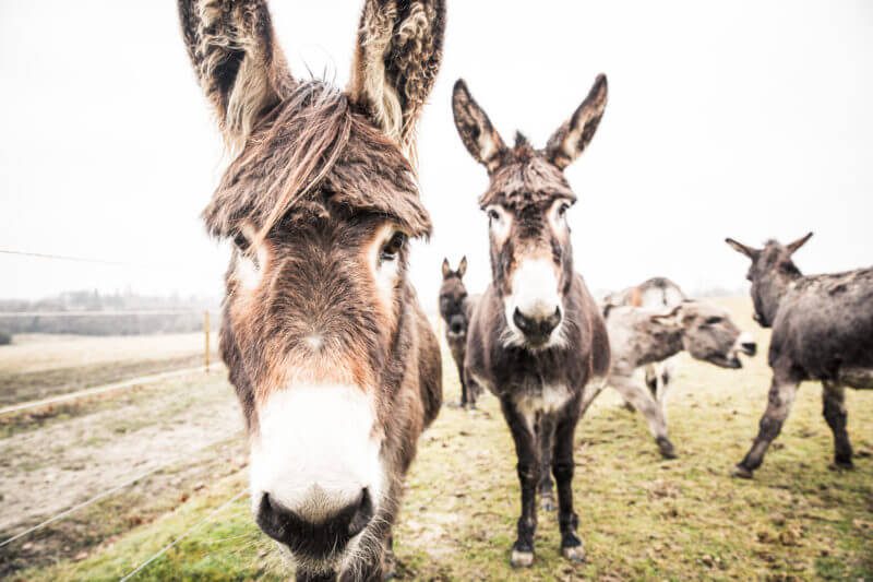 donkeys in a field